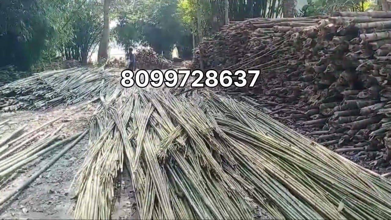Assam Bamboo Wholesale Market || All Types of Bamboo Available || Erion Industries