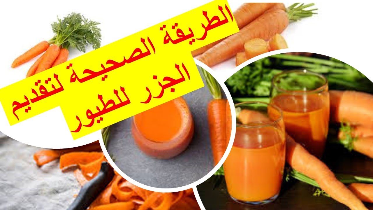 فوائد الجزر مع الطريقة الصحيحة لتقديمه للطيور