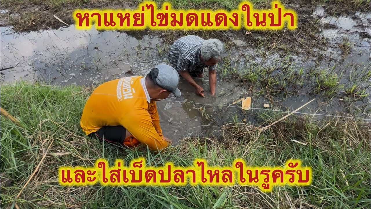 หาแหย่ไข่มดแดงและใส่เบ็ดปลาไหลในรูครับ #แรงงานไทยในเกาหลี  #fishing  #ตกปลา  #ใส่เบ็ดปลาไหล