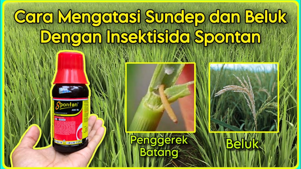 Cara Mengatasi Hama Sundep dan Beluk Pada Tanaman Padi | Obat Hama Penggerek Batang