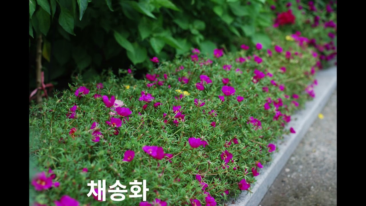 채송화 티스토리용 20260309