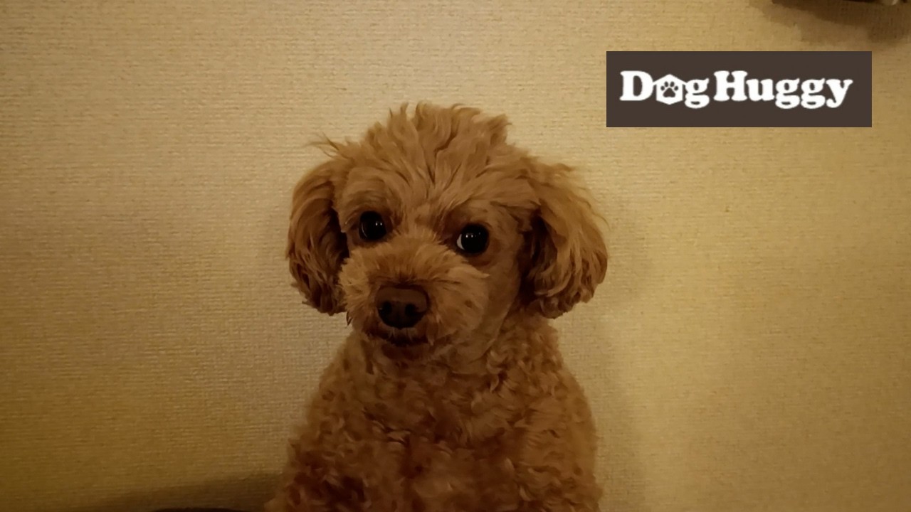 トイプードルのぽん吉ちゃん【DogHuggy お預かり動画‎´•ﻌ•`🐾】
