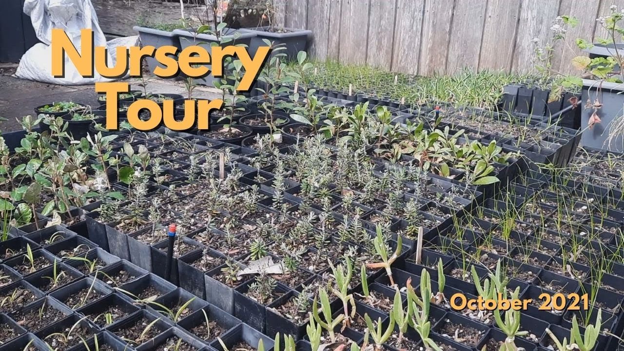Micro Nursery Vlog October 2021 | Vegetable and Herb Starts & Australian Native Plants