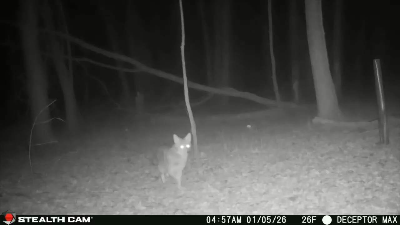 Coyote or Wolf