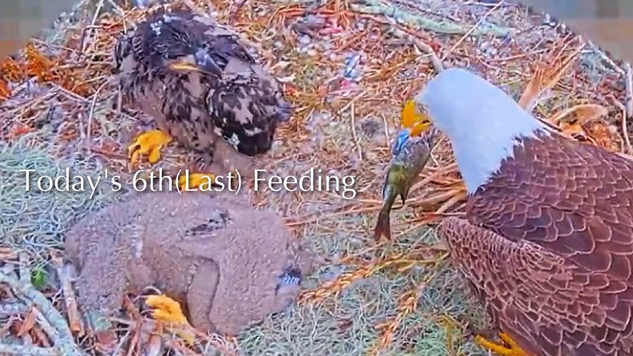 #262🦅🐥38°🐥33°／Winter Park Eagle Nest 2026／Against All Odds:One-Eyed Mom／Wink💗Atlas