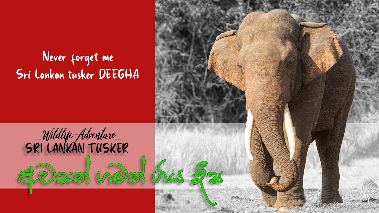 Last moment of Sri Lankan largest tusker Deegha (Before death)