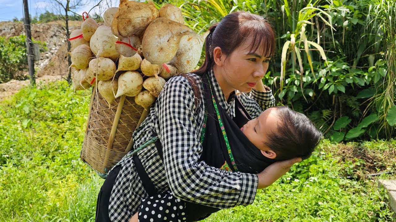 A hot day in summer: Harvesting sweet white jicama and Processing them for sale - Cooking.