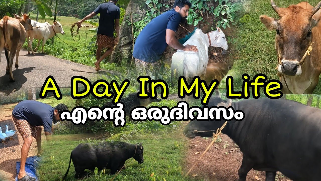 Day In My Life..എന്റെ ഒരു ദിവസം   (( ഇനി ആരെയും കണ്ടില്ല എന്ന് പരാതി പറയരുത്  )) #dayinmylife