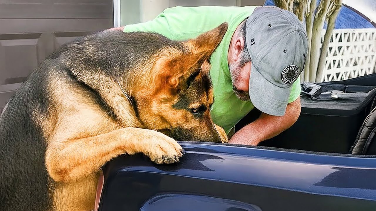Dogs With BEYOND GENIUS Human Intelligence! 🧠🐶 Funny Dog Videos