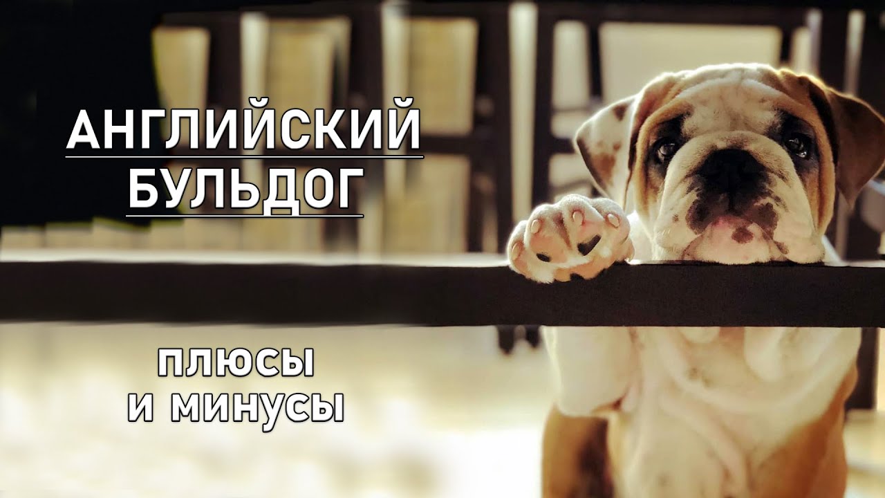 АНГЛИЙСКИЙ БУЛЬДОГ. Плюсы и минусы породы ENGLISH BULLDOG