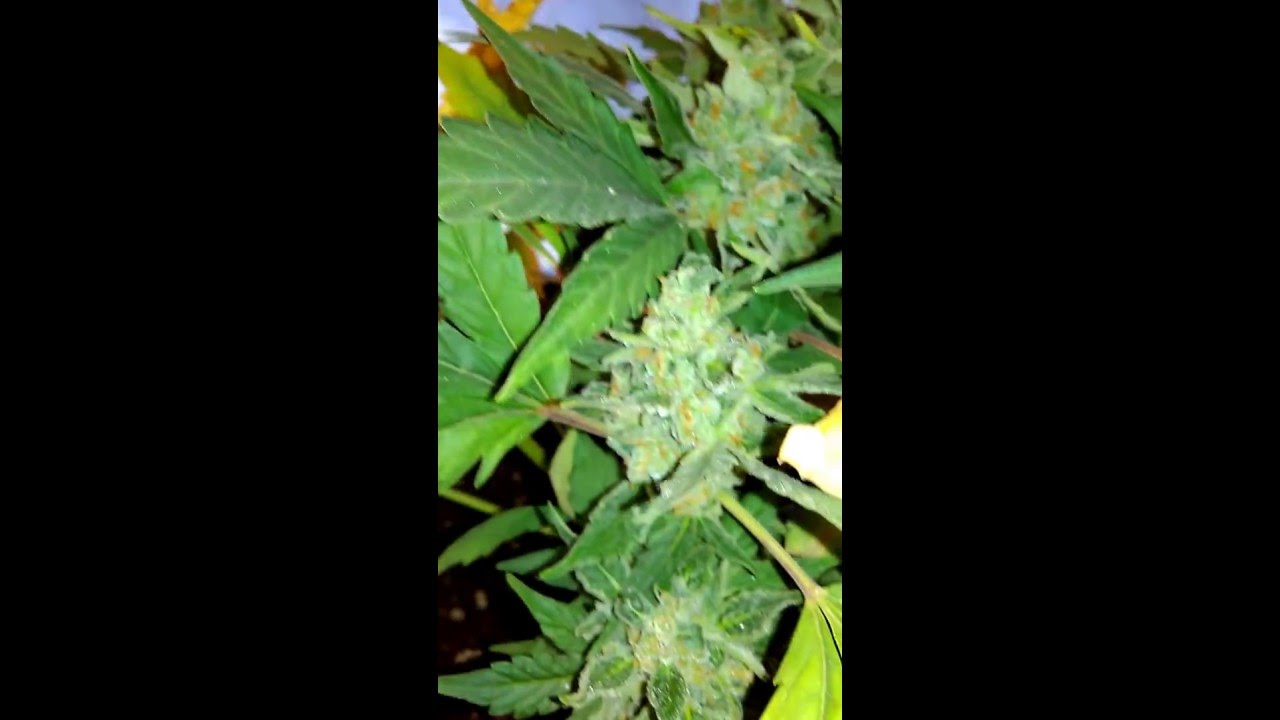 Sour Crack