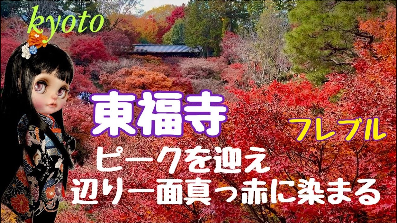 kyoto 【東福寺】紅葉ピークを迎え　辺り一面真っ赤に染まる美しい紅葉🍁楽しんで頂ければ幸いです♪(๑ᴖ◡ᴖ๑)♪