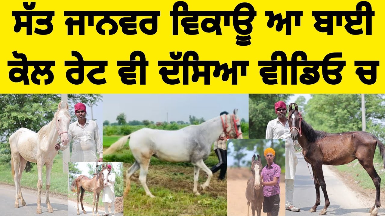 ਸੱਤ ਜਾਨਵਰ ਵਿਕਾਊ ਆ ਬਾਈ ਕੋਲ ਰੇਟ ਵੀ ਦੱਸਿਆ ਵੀਡਿਓ ਚ AK TV PUNJAB