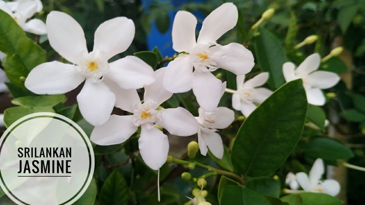 How to grow & care Srilankan jasmine plant malayalam/Wrightia antidysenterica