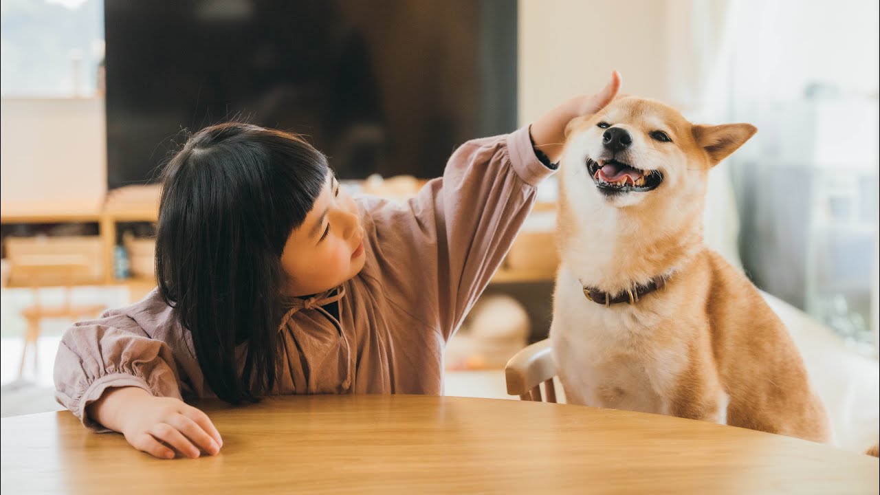 柴犬りんご郎くんに会いに行ってきました！