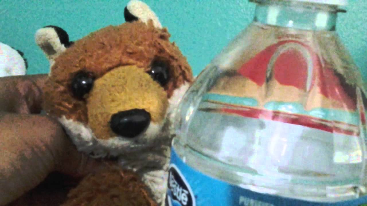 Foxie's adventures