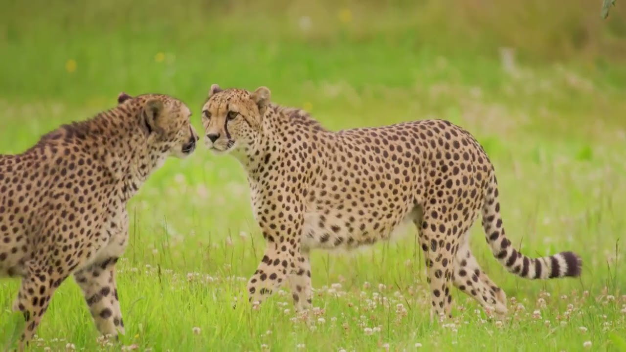 Top 5 Big Cats  Lions, Tigers, and More!