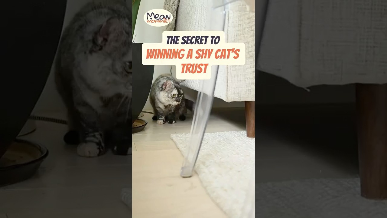 How to Socialize a Shy or Fearful Cat  #catcare #rescuecats #cattips