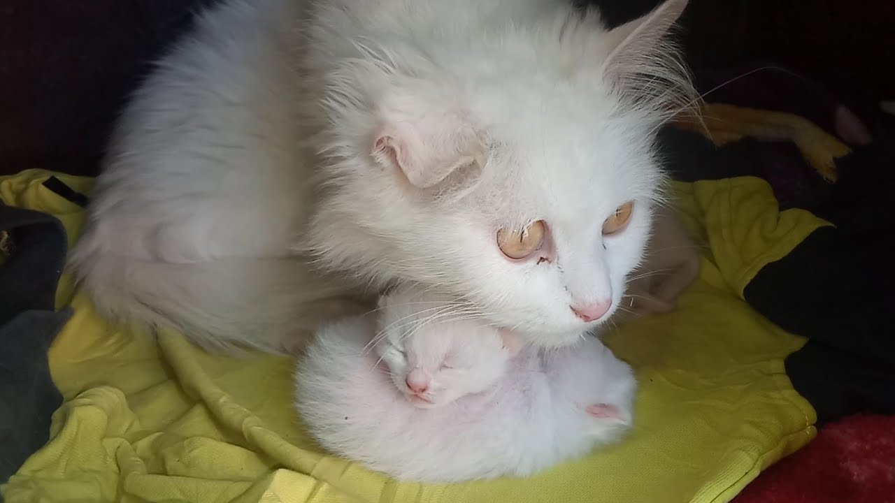 Mother Cat Accidentally Sat on Her Kitten – Heartbreaking Cry for Help 😿