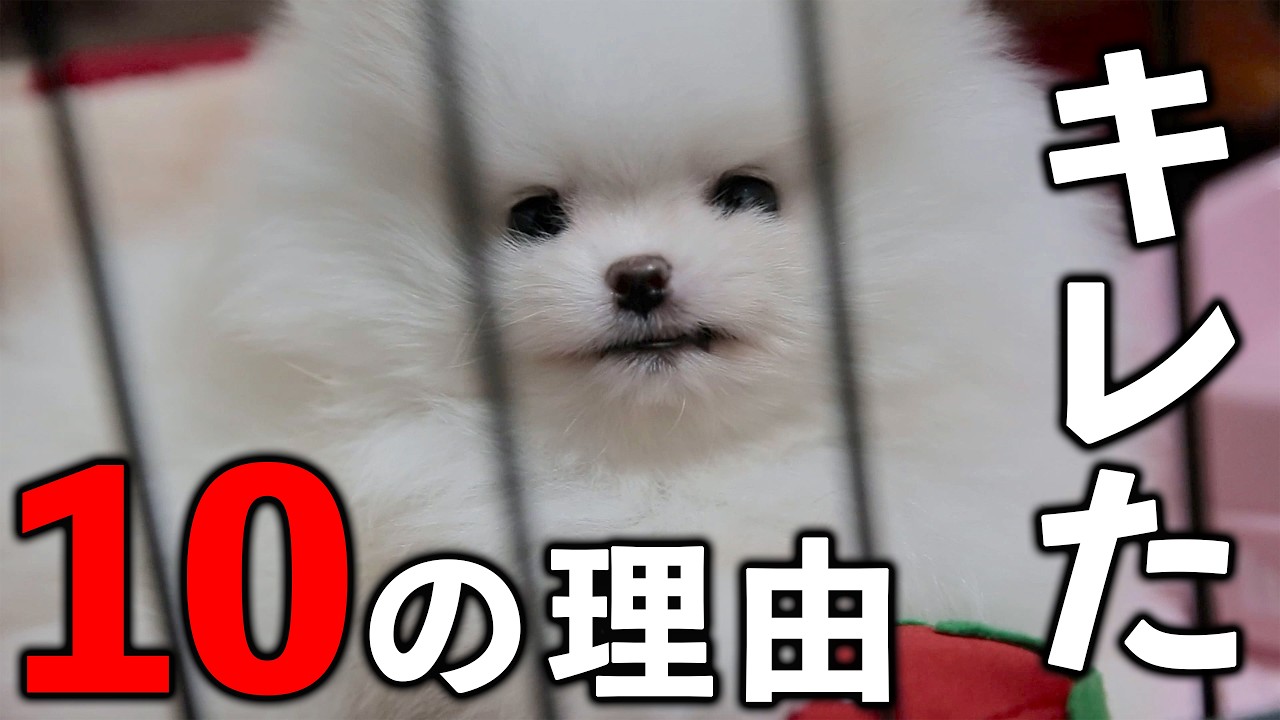 優しいポメラニアンがキレてしまった10の理由