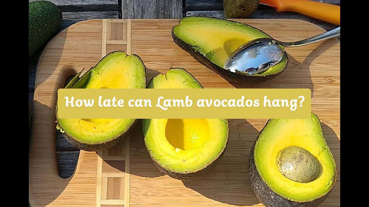 How late can Lamb avocados hang?