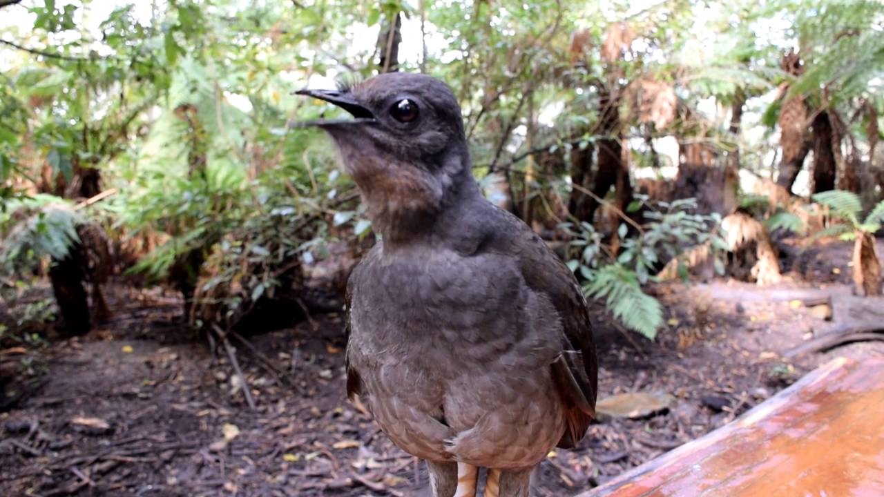 Lyrebird