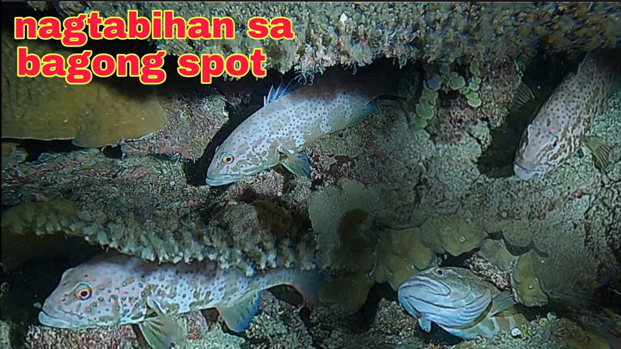 ep563 Dive1 nagtabihan ang mga isda sa bagong spot