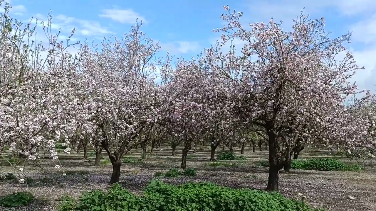 Миндаль и персик цветут __ Almond and peach trees are in bloom