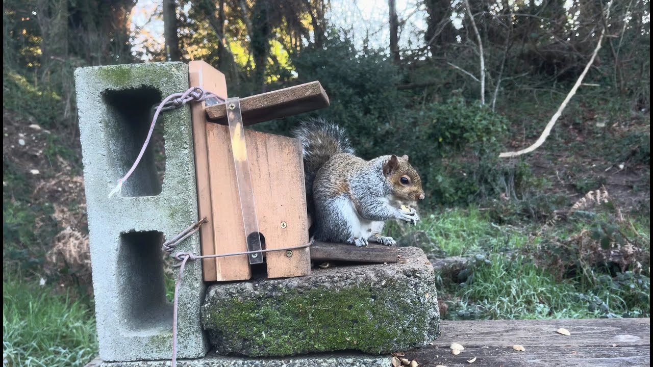 Peaceful Squirrel Watching | Backyard Feeder | No AI
