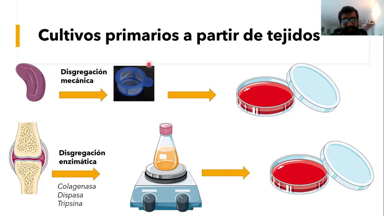 Clase MEDICI: Cultivo celular básico  (Dr. Pablo Romero)