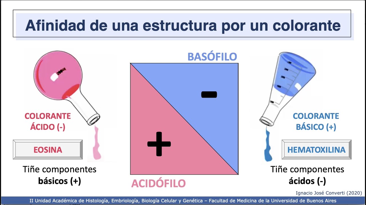 VIDEHISTO #02 | Fundamentos de la tinción en histología