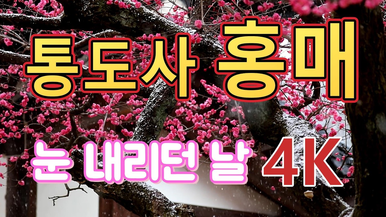 양산통도사 홍매 눈내리던날 4K영상 20250318(Yangsan Tongdosa Snow Plum Blossoms 4K Video)