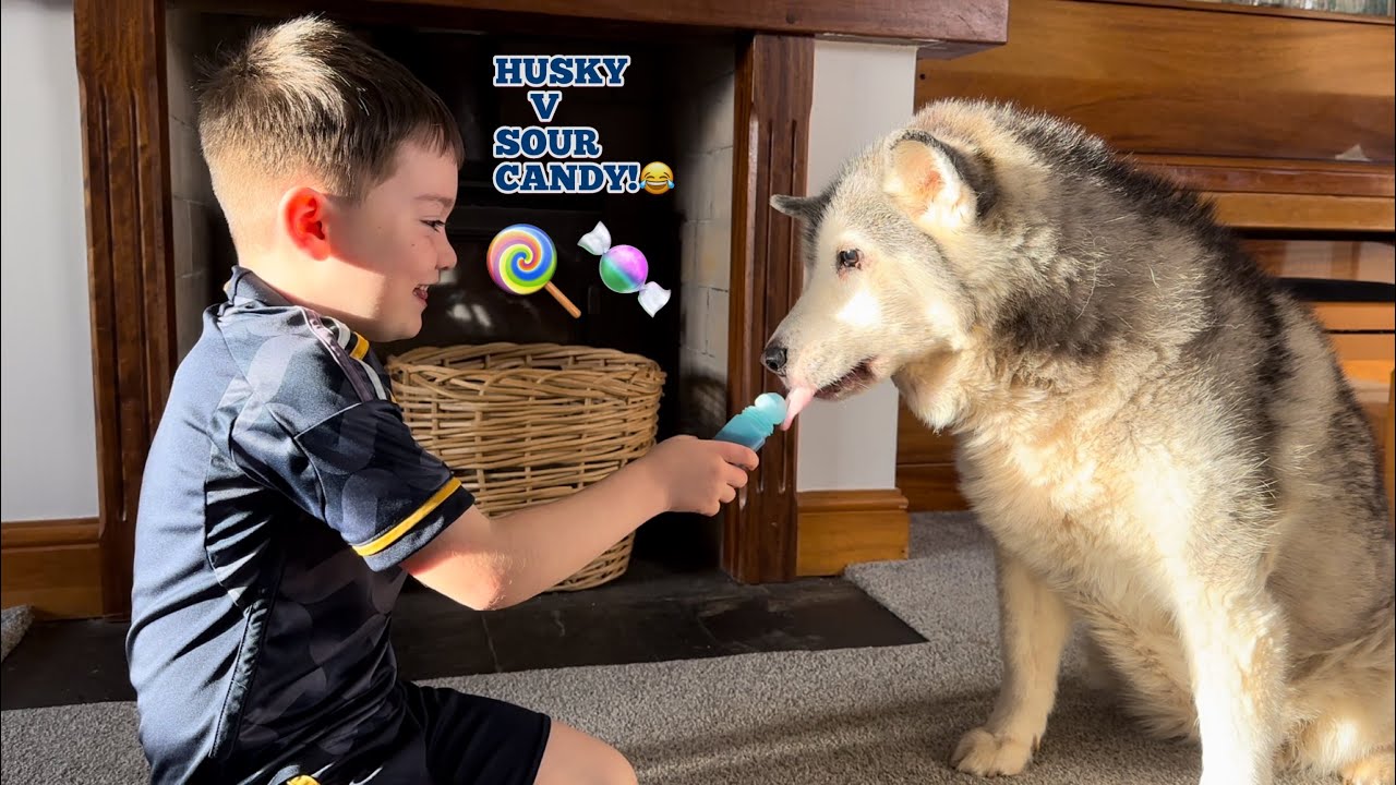 Husky Eats Sour Candy For The First Time!😂. [BEST REACTION!!]