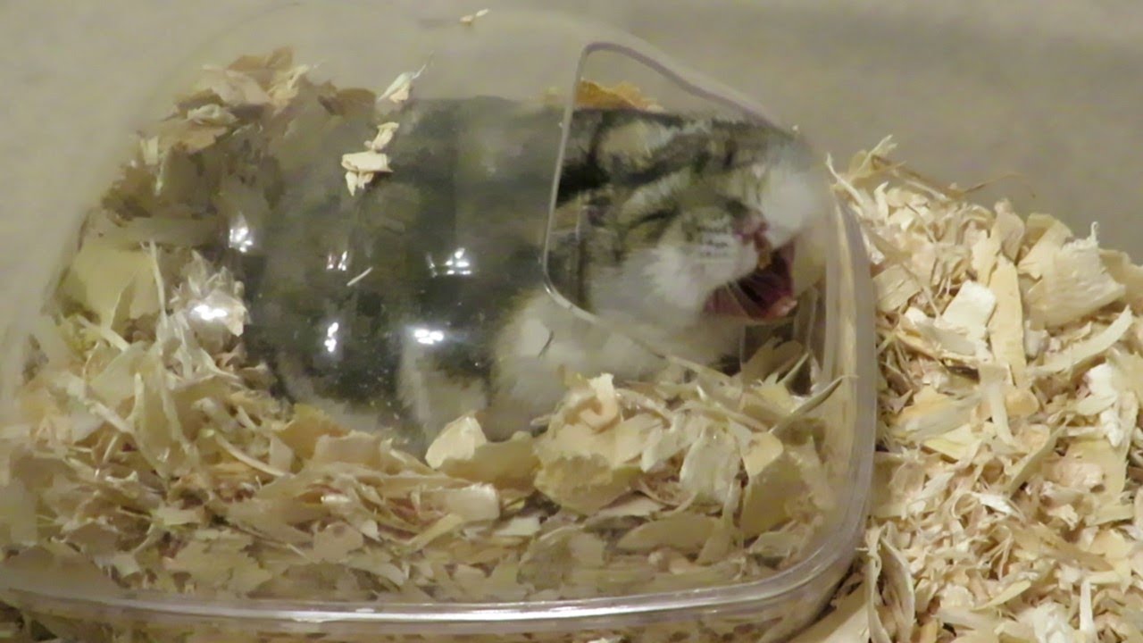 A Hamster Yawning