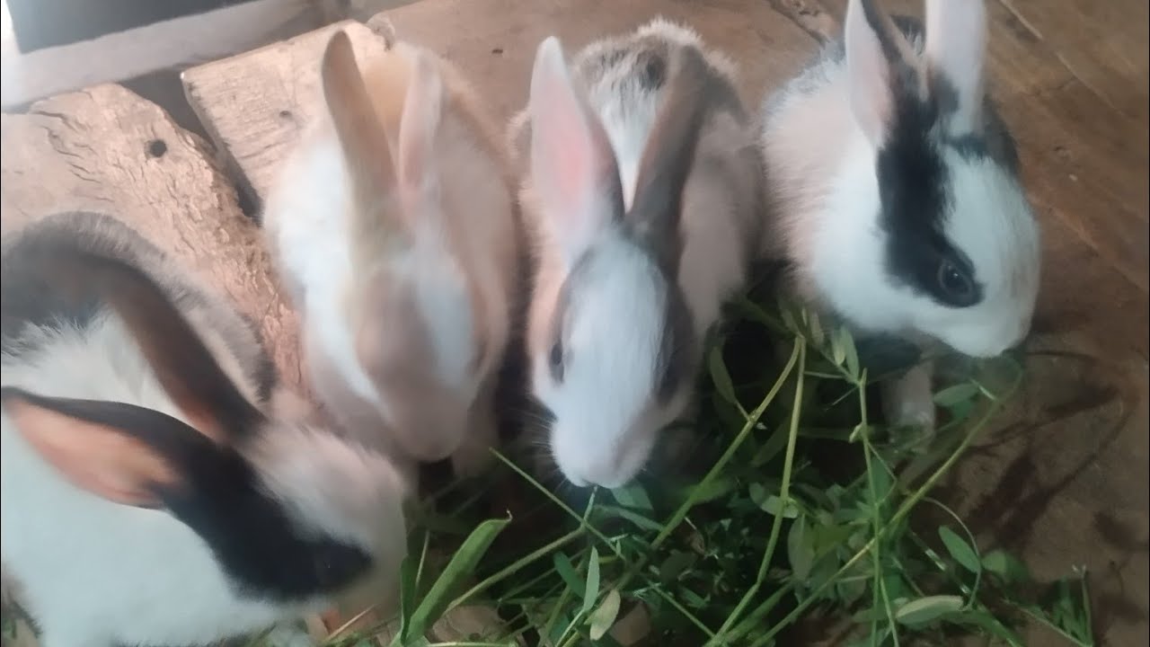 🐰 खरगोश का धमाकेदार 🔴LIVE शो – मिस मत करना!