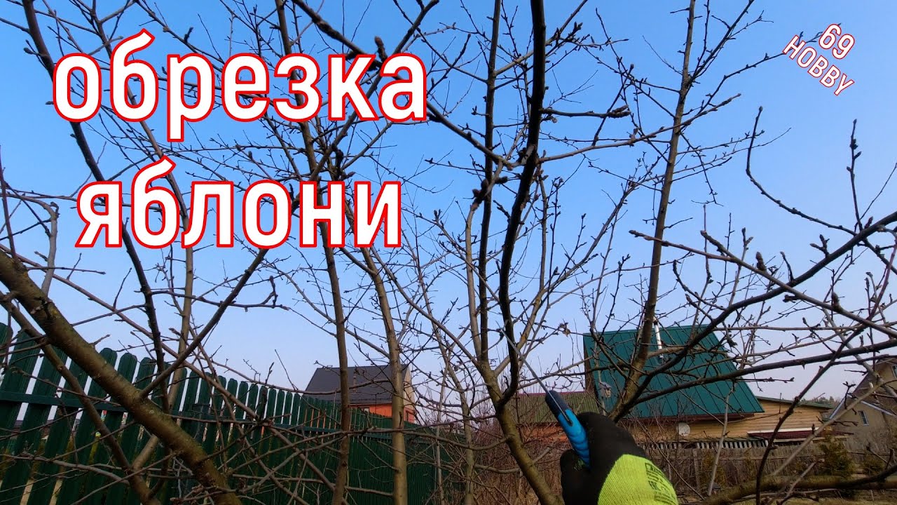 Обрезка яблони! Восьмилетка! Подробно!