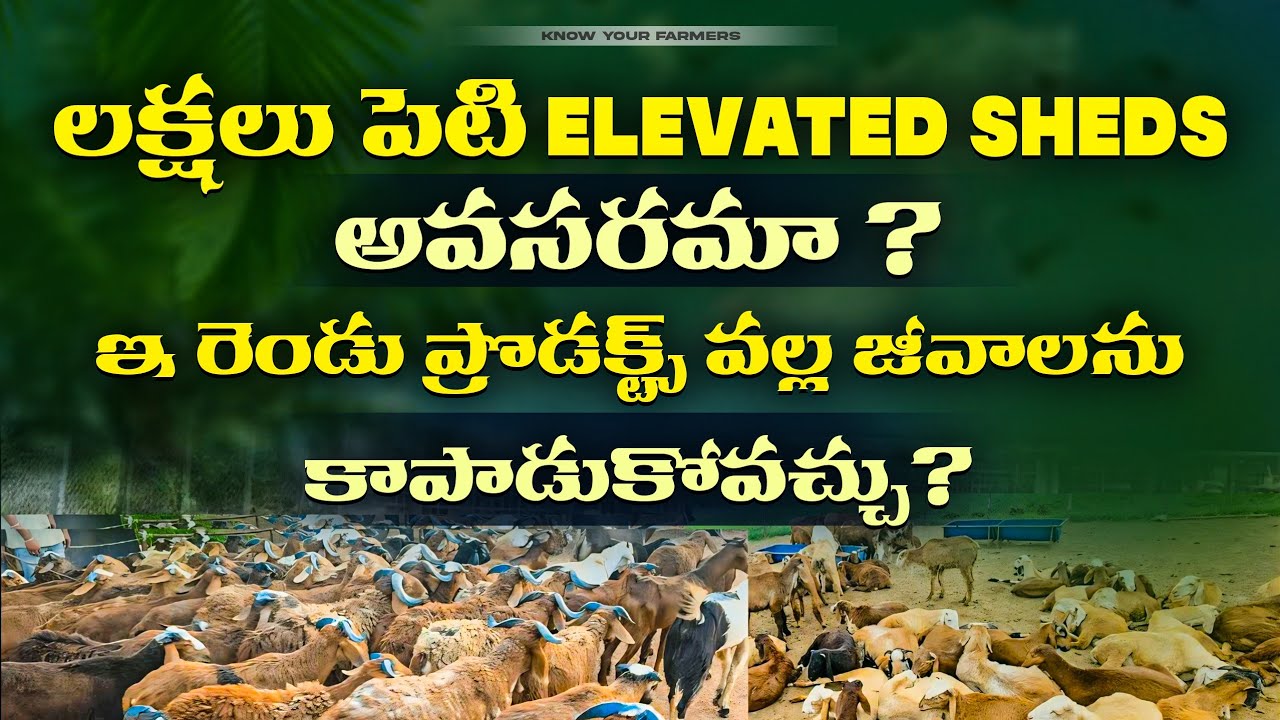 లక్షలు పెట్టి ఎలివేటెడ్ షెడ్డు అవసరం లేదు కేవలం ఈ రెండు ప్రొడక్ట్స్ వల్ల జీవాలను కాపాడుకోవచ్చు