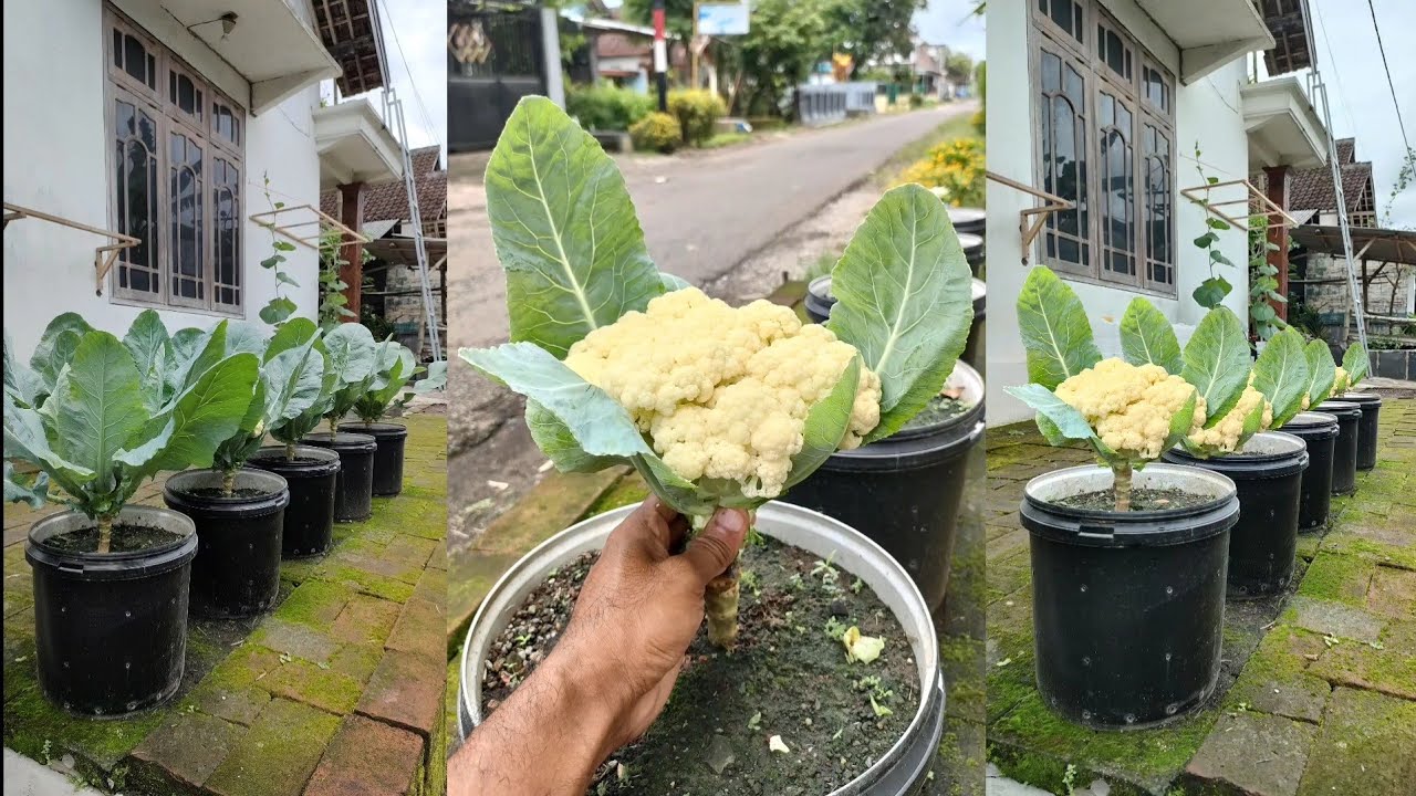 cara menanam bunga kol di pot dan cara penangulangan hamanya || how to grow cauliflower