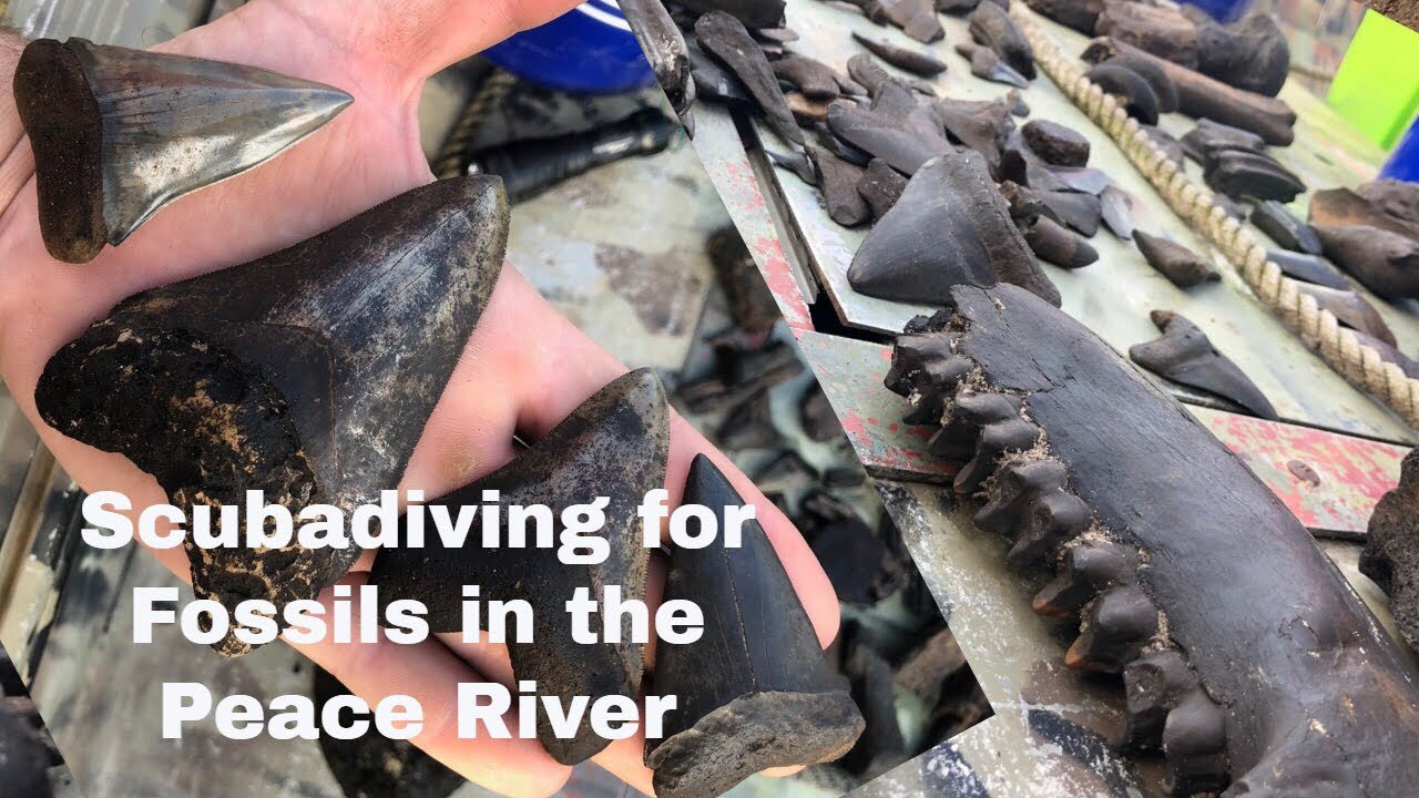 Epic Fossils!!  Diving the Peace River!
