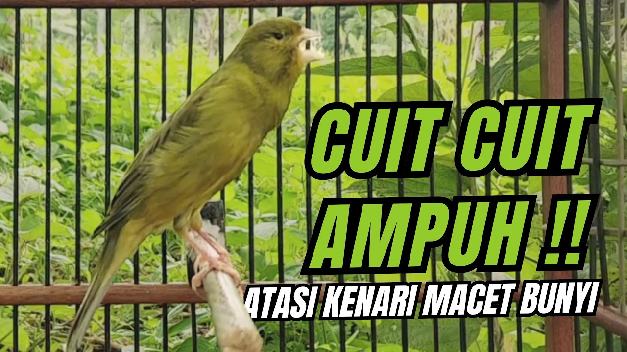 Kenari GACOR MANTUL Cocok untuk Pancingan, Masteran KENARI PAUD dan Kenari Macet BUNYI