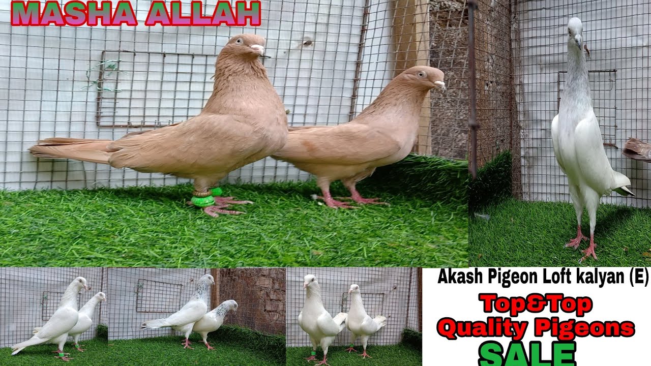 Deobandi,peele,Bedaag,laaldum, kasni{Top&Top quality}Kabootar Sale Akash Pigeon Loft kalyan E Mumbai