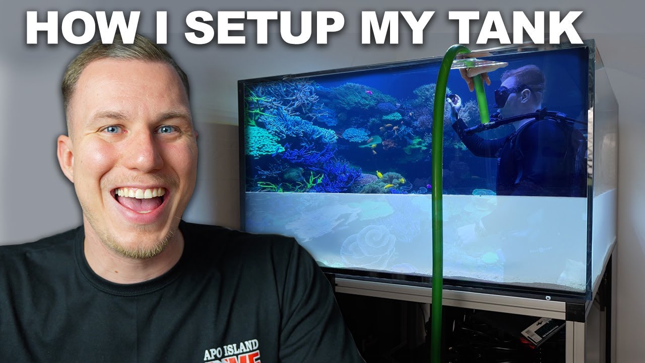 The crazy story of... how I setup my new REEF TANK + diving in a shark tank