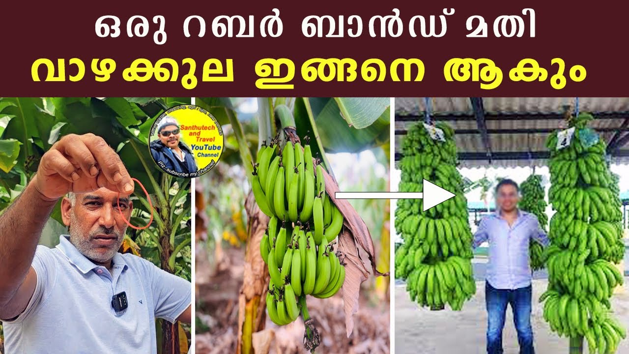 ഒരു റബർ ബാൻഡ് മതി വാഴക്കുല ഇങ്ങനെ ആകും | G-9 Banana | banana farming | Agriculture | satisfying