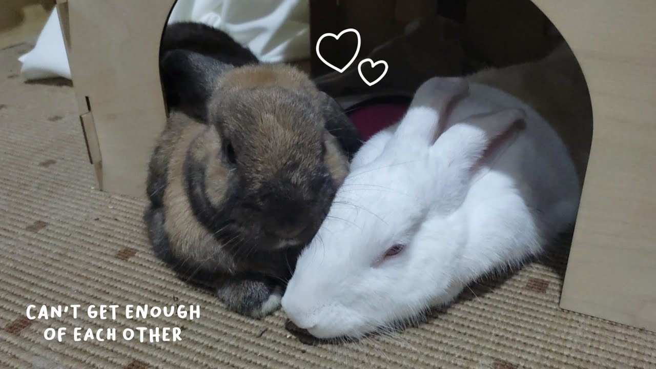 Cute bunnies snuggle all day