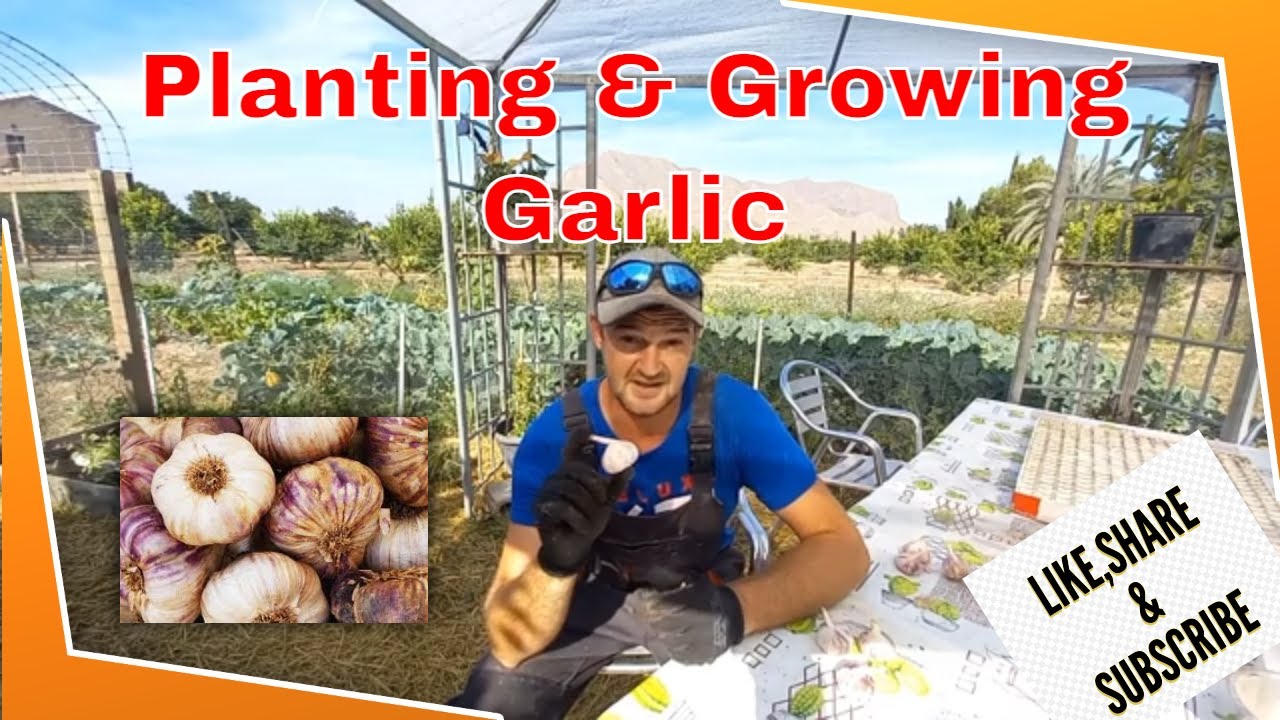Planting and Growing Garlic - How to guide with the Spanish Homestead