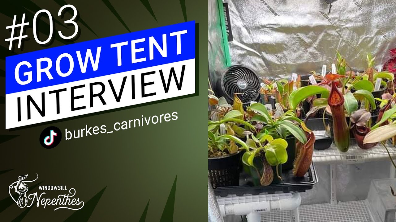 Grow Tent Nepenthes Growers Interview 03 🌿 (How people grow pitcher plants indoor)
