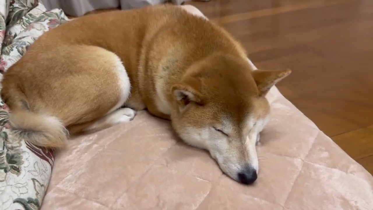 2026年1月21日朝が弱いぐっすりー柴犬むぎちゃんぎんちゃんなのだ