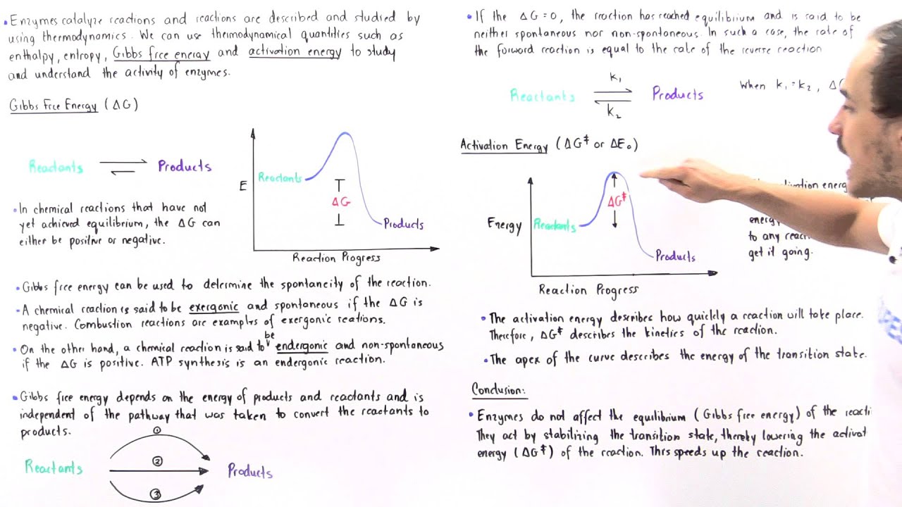 Enzymes' Effect on Activation Energy and Free Energy
