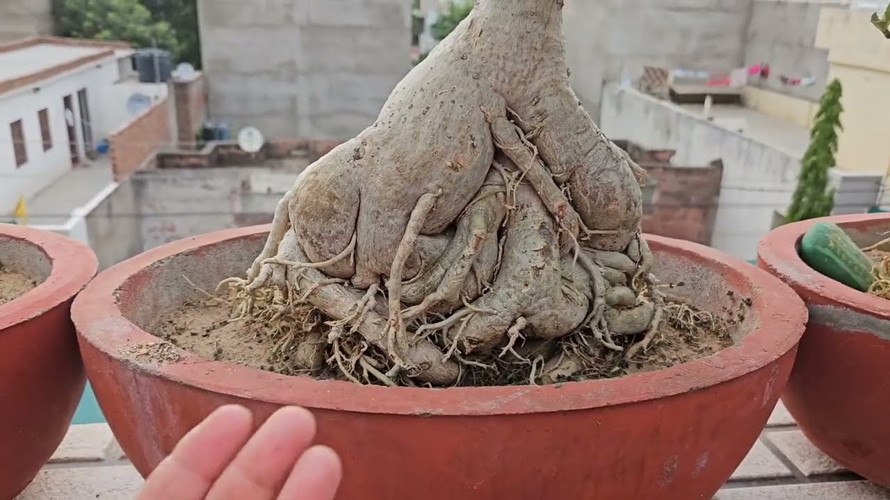 How To Care for Adenium During the Monsoon Season (Monsoon Care Tips)