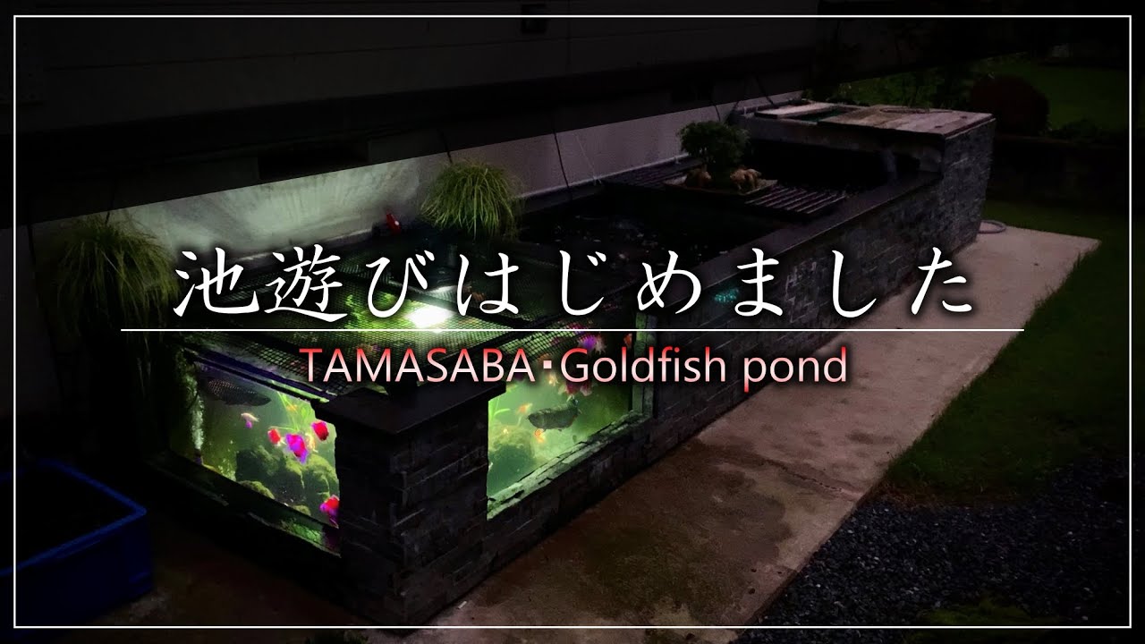 【TAMASABA】玉サバ池に水草でレイアウトしました！